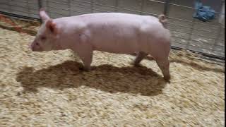 Yorkshire Gilt TTSGO Fancy 4-7