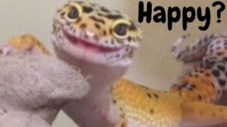 Happy Pet Reptiles? How Do You Know?