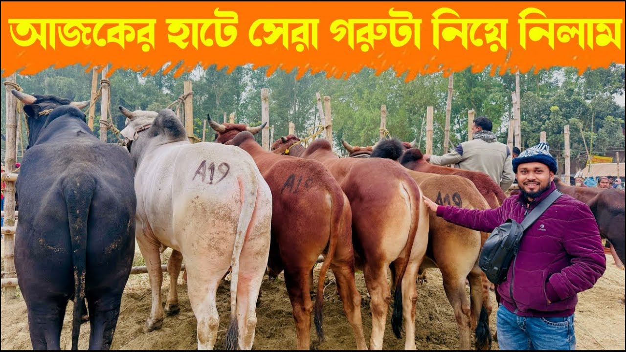 ১৫৫ - আজকের হাটের সেরা গরু টা কিনে ফেললাম দাম কত এবং কি জাতের জানতে হলে পুরো ভিডিওটি দেখুন