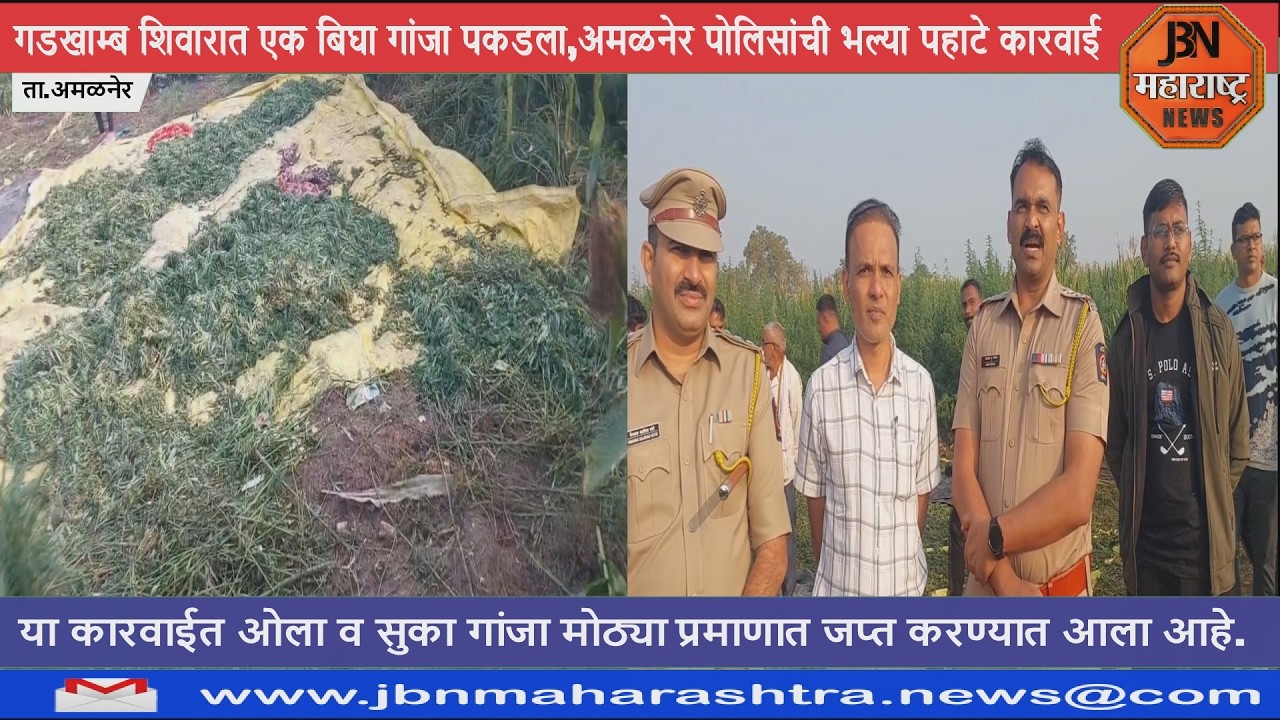 ओला व सुका गांजा शेतातून पोलिसांनी केला जप्त 