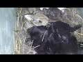 Raising Rabbits: Checking baby rabbits. How long before you can touch them?