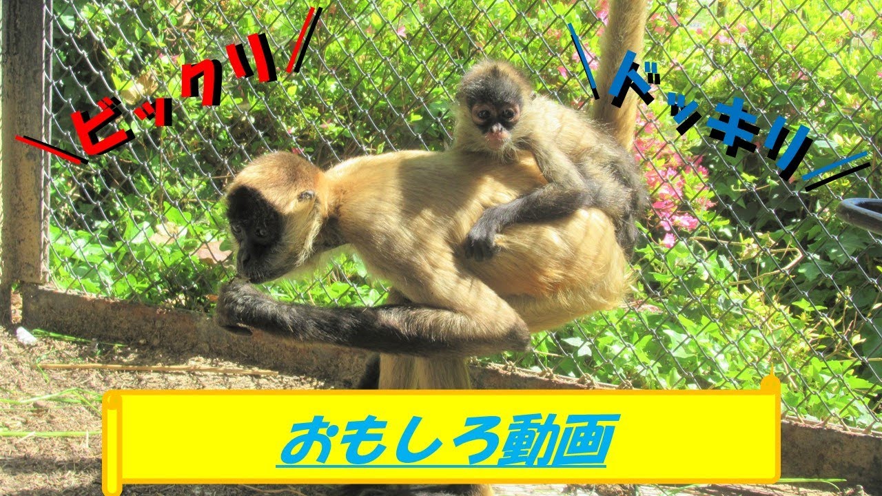 尻尾の匠 クモザル Youtube