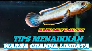 TIPS MENAIKKAN WARNA CHANNA LIMBATA SEJAK KECIL  !!