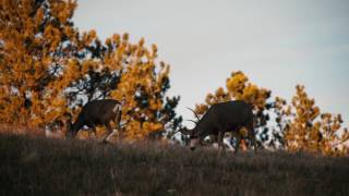 North American Wildlife Conservation Model - Tenet