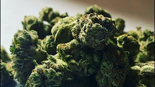 🍋🍊🍍💨 Medical Marijuana Review #130 : Citrus Daydream : Cresco