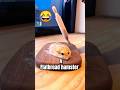 Things Hamsters Won’t Tell You 🐹😂..#ViralShorts #TrendingPets #FypPet#HamsterStunts #HamsterScooter