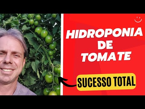 Tomate Hidropônico 🍅