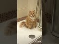 Stoned Ginger Cat mp3