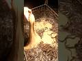 The process from domestic eel farming to processing. Japan's organic eel farm.