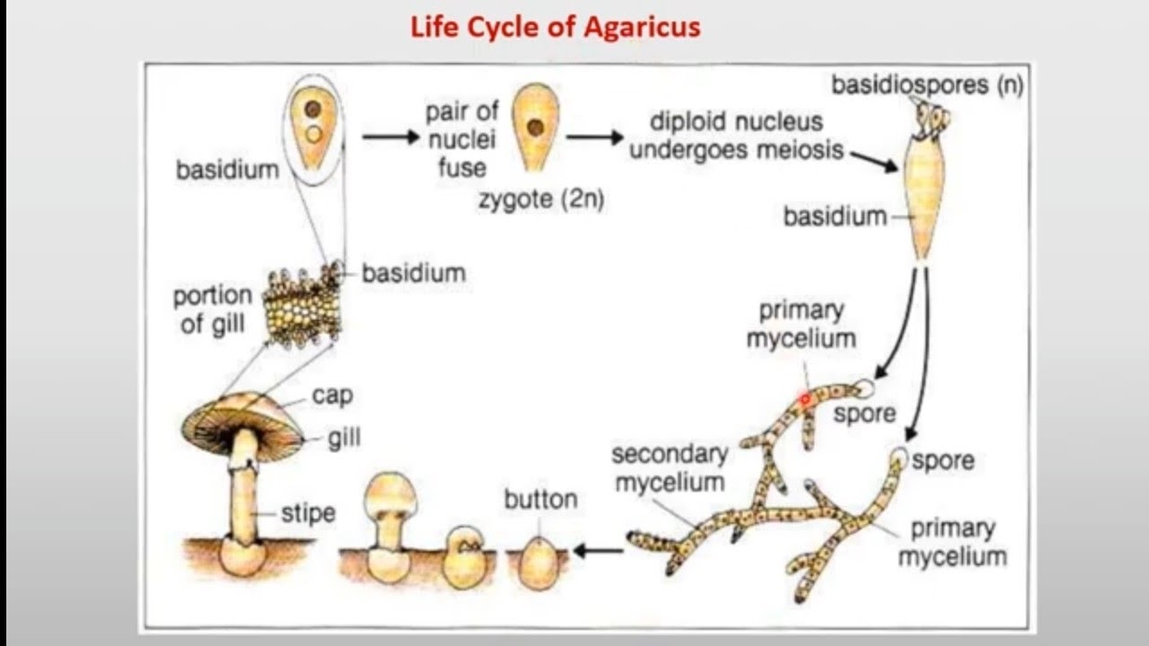 الفطريات البازيديه(جزء ثان):الباكسينيا جرامينيس_ عيش الغراب_فطريات التفحم Puccinia graminis-Agaricus