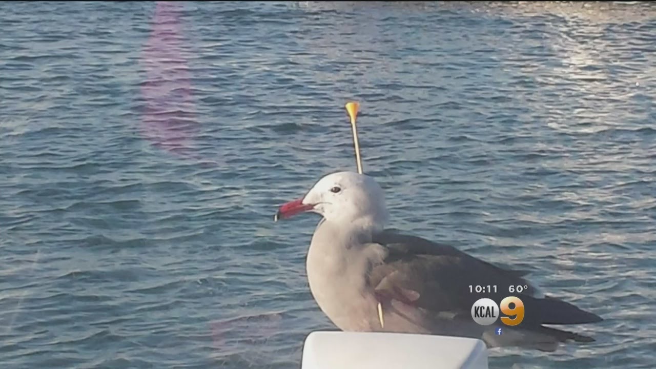 Newport Beach Police Looking For Suspect Who Is Shooting Birds With Darts
