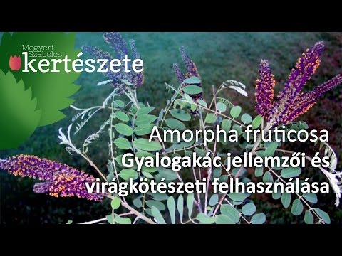 Videó: Amorpha cserje növény és felhasználása a gyógyászatban