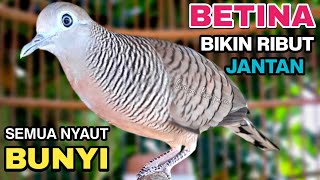Perkutut BETINA memanggil Jantan Paling Ampuh Membuat Semua Perkutut Bunyi.