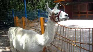 Retarded Llama