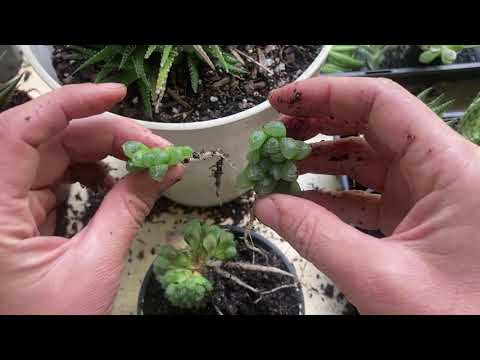 Video: Vai haworthia cooperi zied?