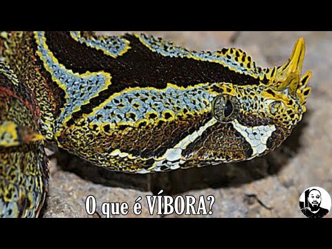 Vídeo: As cobras víboras comem?