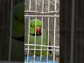 Parrot is worried about Food: Punjab scenes #birds