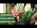 APRENDA A FAZER UM ARRANJO COM PLANTAS RESISTENTES | COM MURILO SOARES | SPAGNHOL PLANTAS