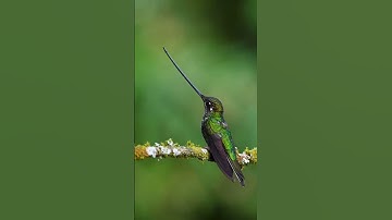 Cute little hummingbird short video #trending #nature #birds #youtubeshorts #cute #hummingbird