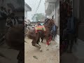 #_horse#_king#_ghoda 🦁❤️‍🔥 #_dance#_like_and_subscribe ❤️