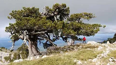 Quali sono gli alberi protetti in Italia?