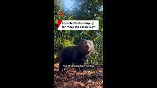 Mary the Tassie Devil still missing, drones and sniffer dogs searching