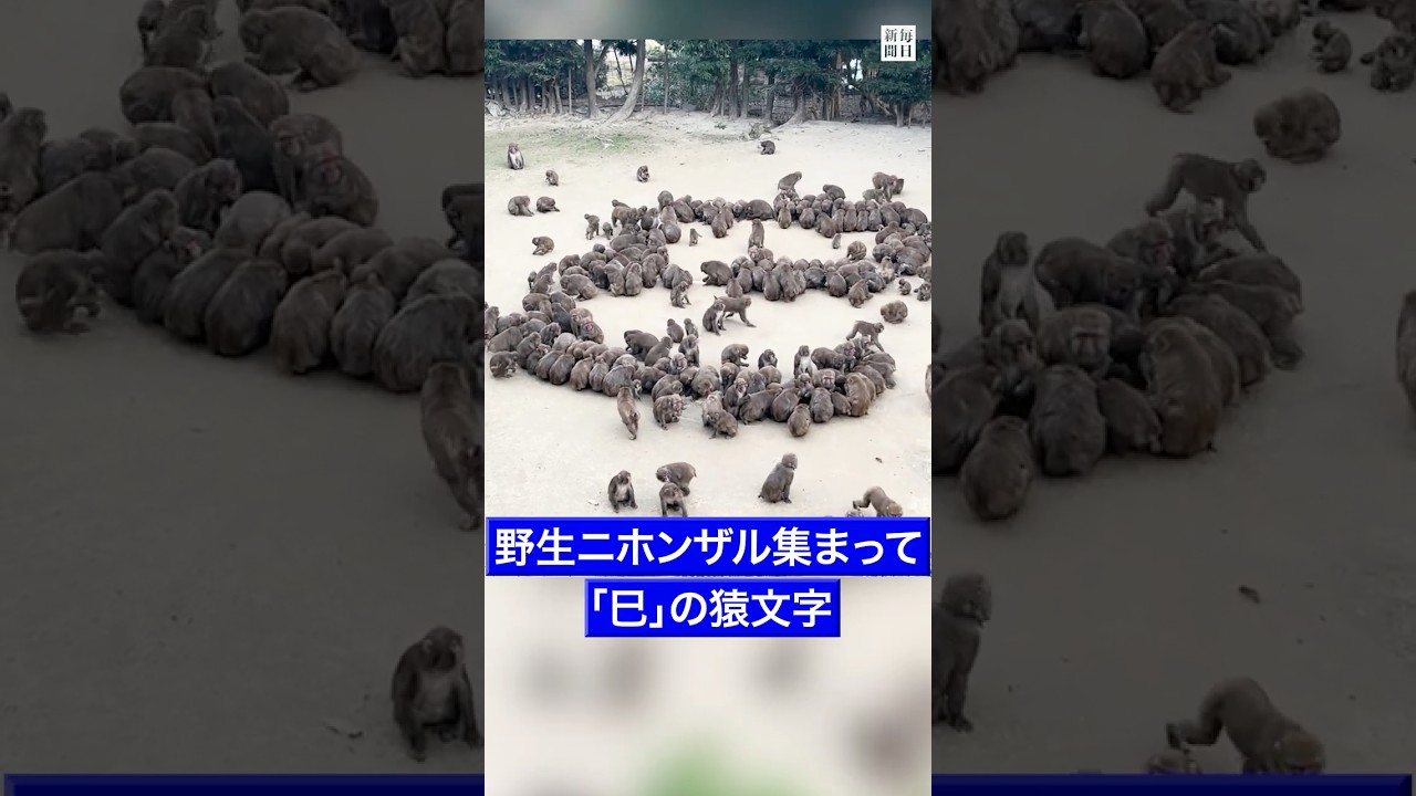 野生の #ニホンザル  集まって…2025年の干支「 #巳  」の猿文字　#淡路島  #毎日新聞 #shorts