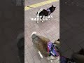 黒柴が散歩中にクマに遭遇したら…？ #柴犬