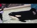 SEAWORLD BEFORE A FATAL ACCIDENT CHANGED EVERYTHING...(UN ACCIDENTE FATAL HIZO QUE TODO CAMBIARA).