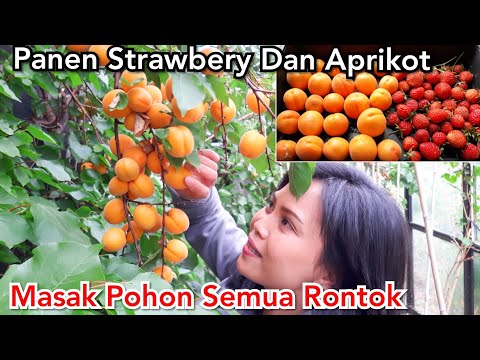 Video: Masalah Umum Aprikot - Cara Mengidentifikasi Penyakit Pohon Aprikot