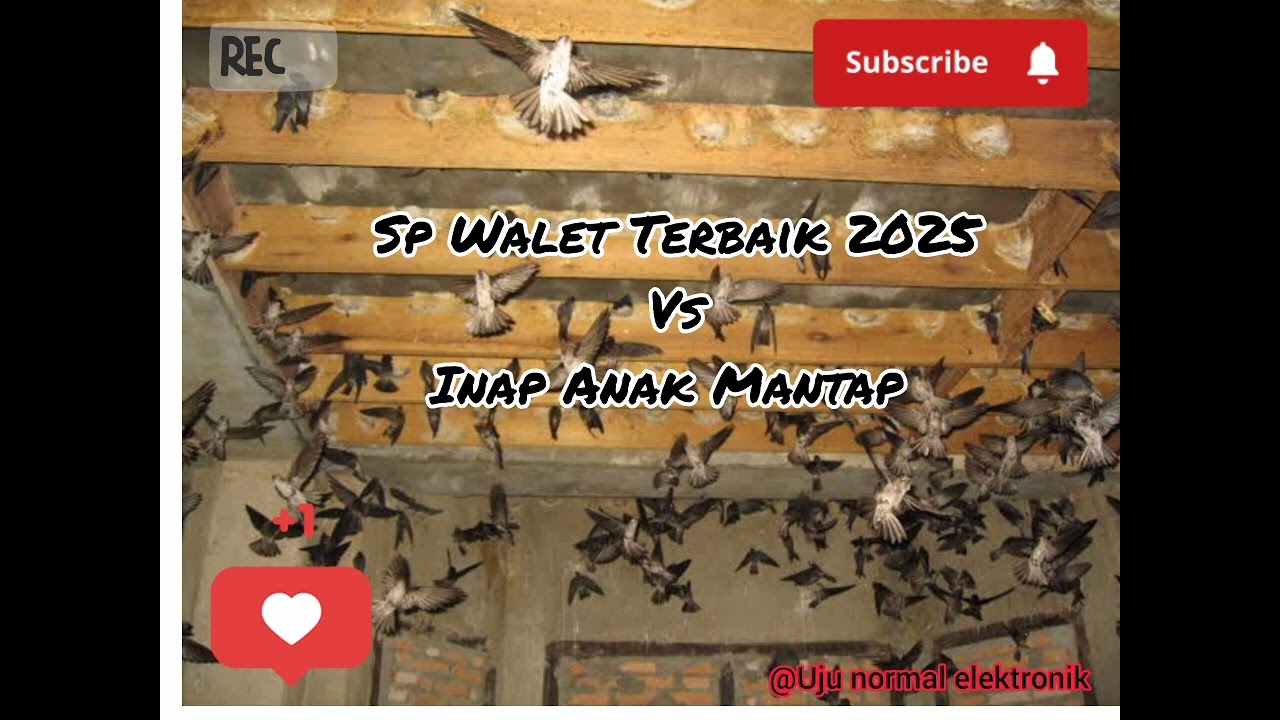 Sp Walet Terbaik 2025 Vs Inap Anak Mantap