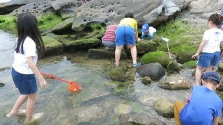 寶貝日記(去海邊玩抓魚抓螃蟹寄居蟹海參)04062019 MVI 0929