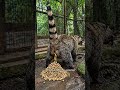Making the World's Most Expensive Civet Coffee ☕️