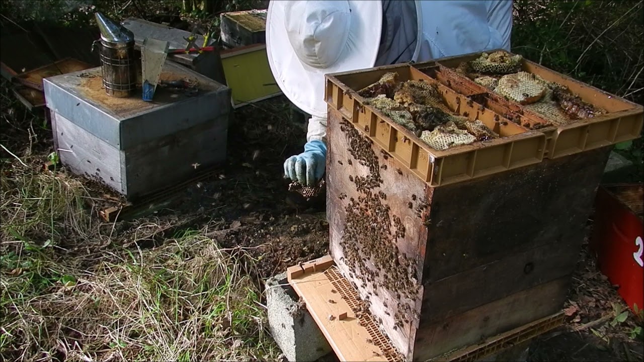 Ruche abandonnées abeilles noire abeilles de forêt Restauration de la première ruche 1er partie
