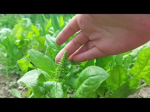 Video: Vai var ēst malabar spinātu ogas?