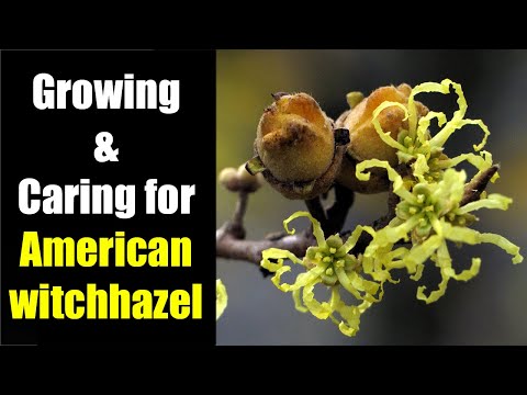 Video: Obrezovanje čarovniškega lešnika - kako in kdaj obrezati rastline čarovniškega lešnika