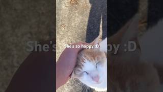 Stray Cat Gets Very Excited When She Sees Me! @Goldskull_Mystic