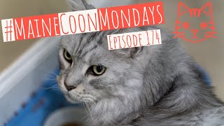 #MaineCoonMondays – Episode 174