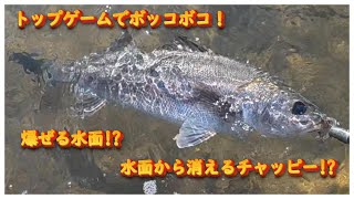 チャッピー100でトップシーバスゲームを楽しむ！