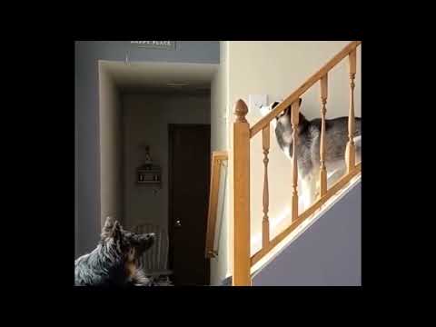 Husky mcLusky