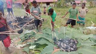 Bakar Batu Di Distrik Alama, Timika, Papua