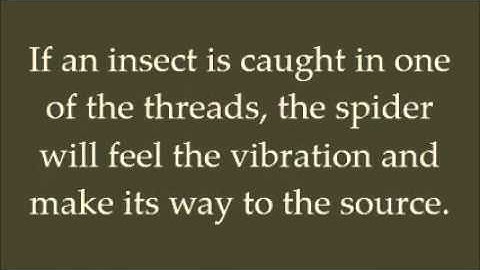 Digital Story- Spider Web Geometry