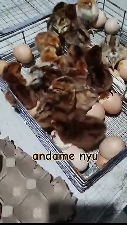 anlalake at anlulusog sana mabuhay kau lahat #youtubeshort #shortvideo #amazingshorts