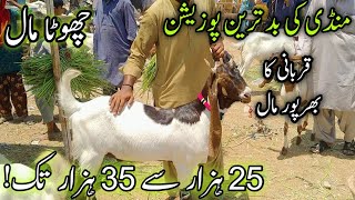 Chota Maal 25k to 35k | Low Range Goats | Memon Goth Mandi | Cheapest Mandi in Karachi May 21, 2024