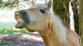 10 Minutes of HILARIOUS Horses | Best Video
