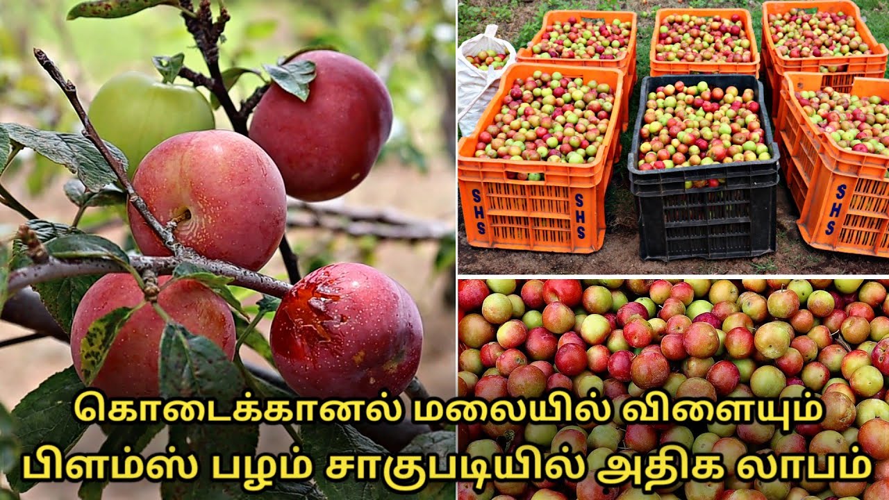 பிளம்ஸ் பழம் சாகுபடி இப்படித்தான் நடக்கிறது plums fruit cultivation