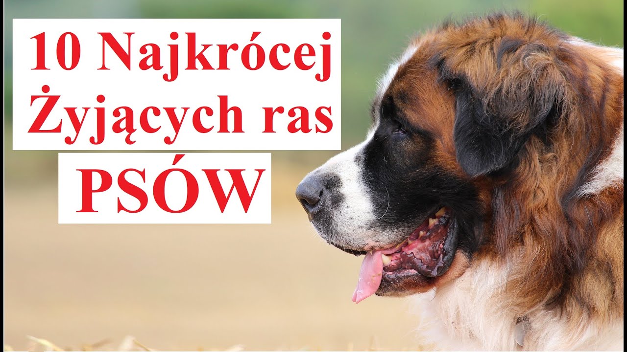 10 Najkrócej Żyjących PSÓW