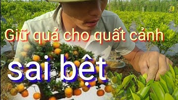 cách giữ quả chống rụng quả non cho quất cảnh sai bệt, cách để hoa quất ra quả đúng tết