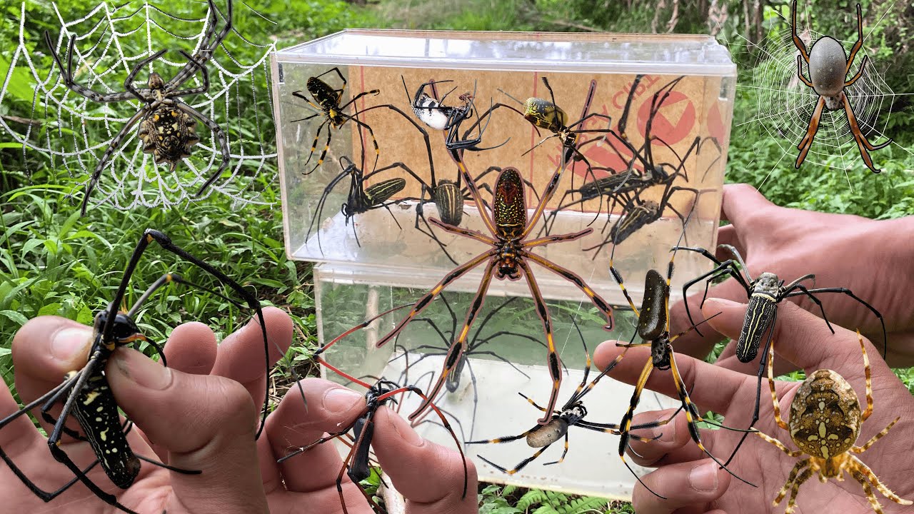 Top Golden Orb Spider Hunting In the Wild - YouTube