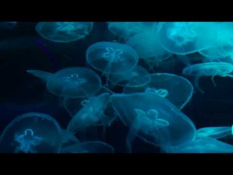 SEA LIFE Birmingham